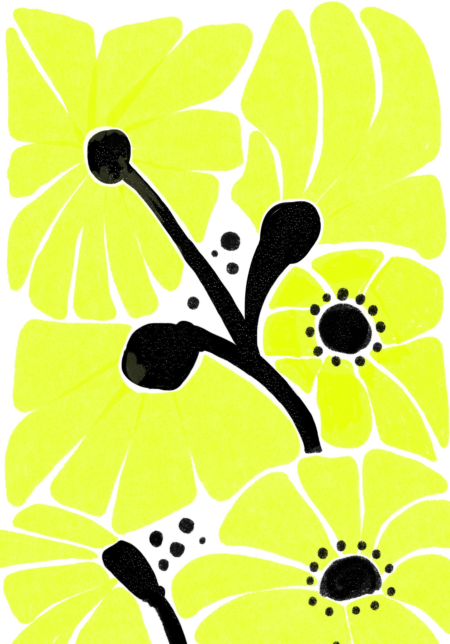 Daisies